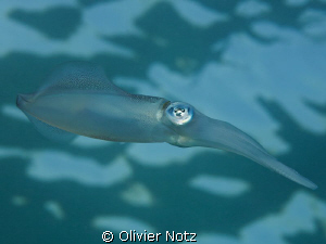 picture taken in the afternoon against the water surface by Olivier Notz 